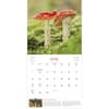 image Fantastic Fungi 2026 Wall Calendar Second Alternate Image
