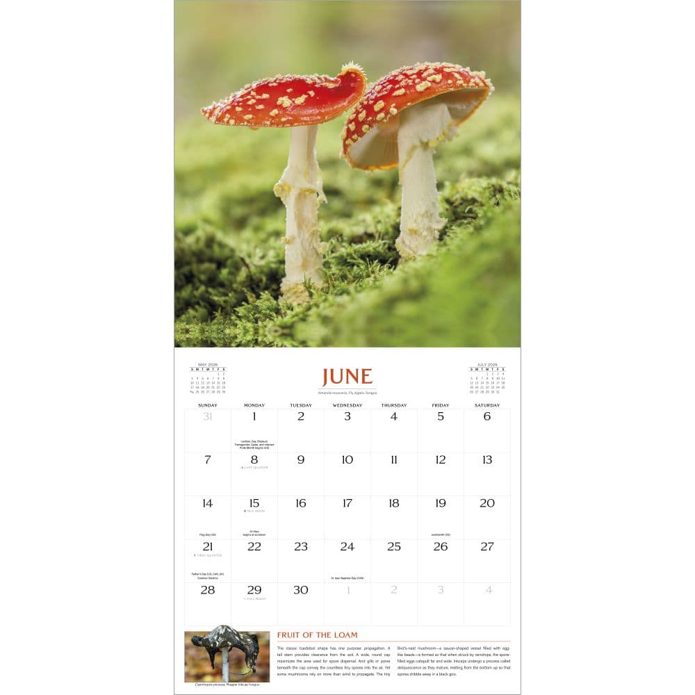 Fantastic Fungi 2026 Wall Calendar Second Alternate Image