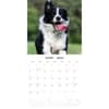 image Border Collies 2025 Wall Calendar Alt2