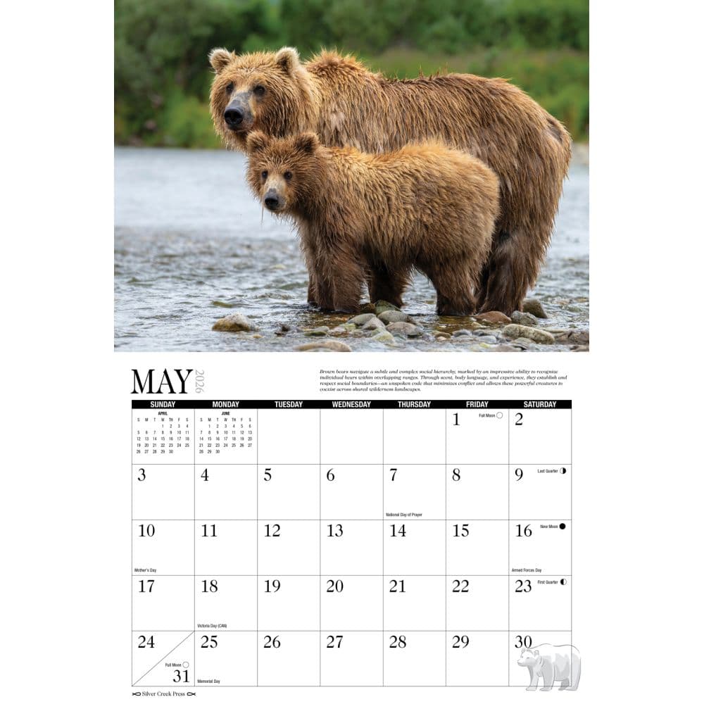Bears 2026 Wall Calendar Second Alternate Image