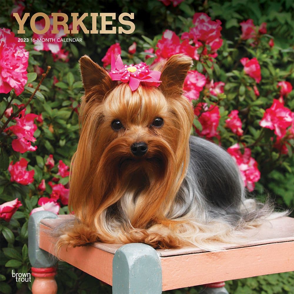 BrownTrout Yorkshire Terriers 2023 Square
