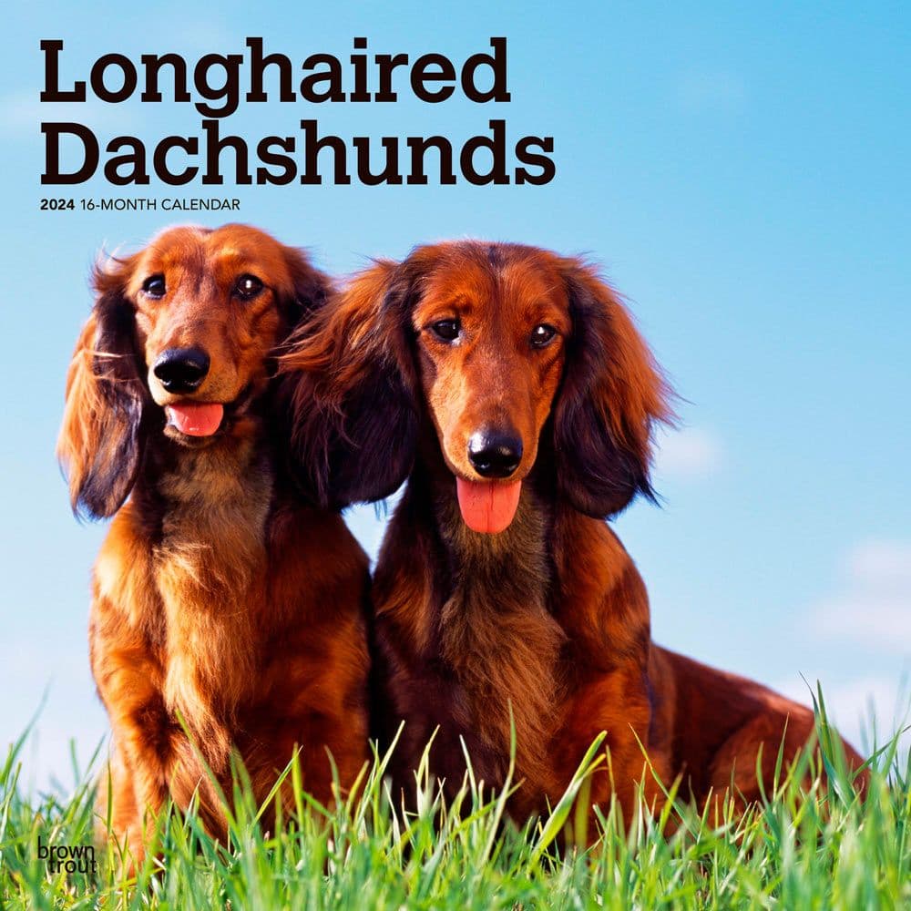 Dachshunds Longhaired 2024 Wall Calendar Calendars Com   A7a15d50 01ed 47b6 Ad5c 66635964c186