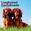 image Dachshunds Longhaired 2024 Wall Calendar Main Product Image width=&quot;1000&quot; height=&quot;1000&quot;