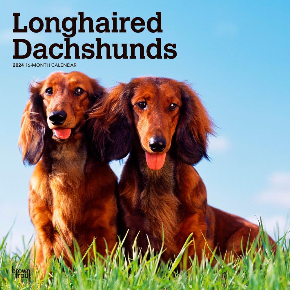 Dachshunds Longhaired 2024 Wall Calendar Main Product Image width=&quot;1000&quot; height=&quot;1000&quot;