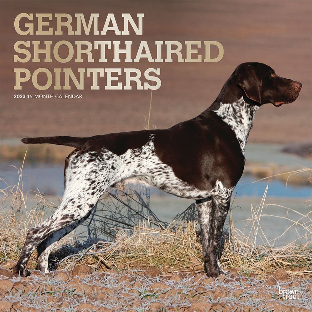 BrownTrout German Shorthaired Pointers 2023 Square Wall Calendar