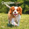 image Cavalier King Charles Puppies 2025 Mini Wall Calendar Main Image