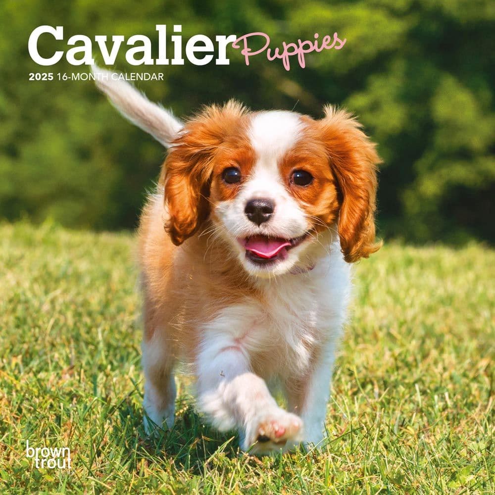 Cavalier King Charles Puppies 2025 Mini Wall Calendar Main Image