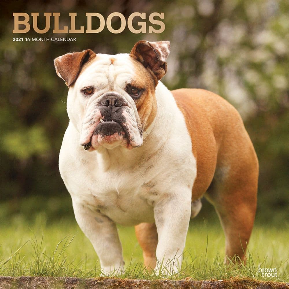Bulldogs Wall Calendar