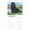 image Newfoundlands 2025 Wall Calendar Third Alternate Image width=&quot;1000&quot; height=&quot;1000&quot;