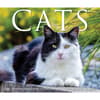 image Cats 2025 Desk Calendar Fifth Alternate Image