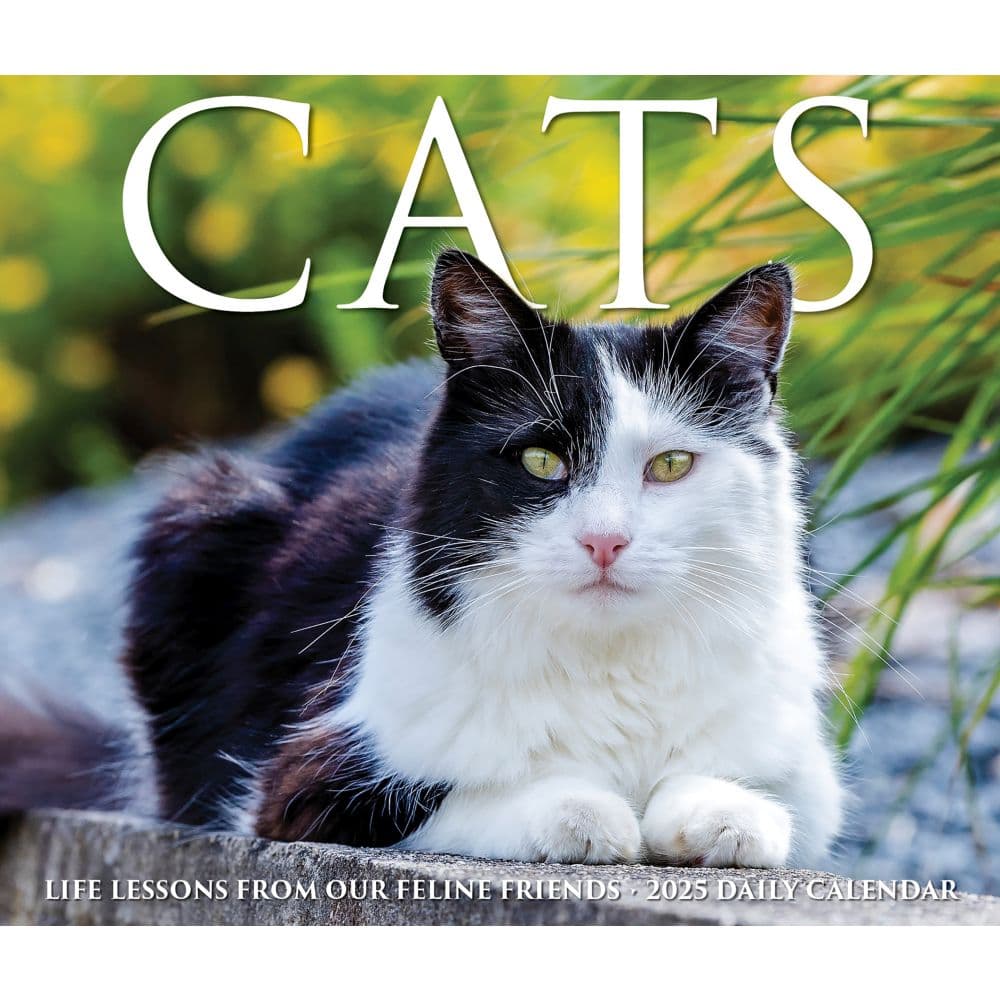 Cats 2025 Desk Calendar Main Product Image width=&quot;1000&quot; height=&quot;1000&quot;