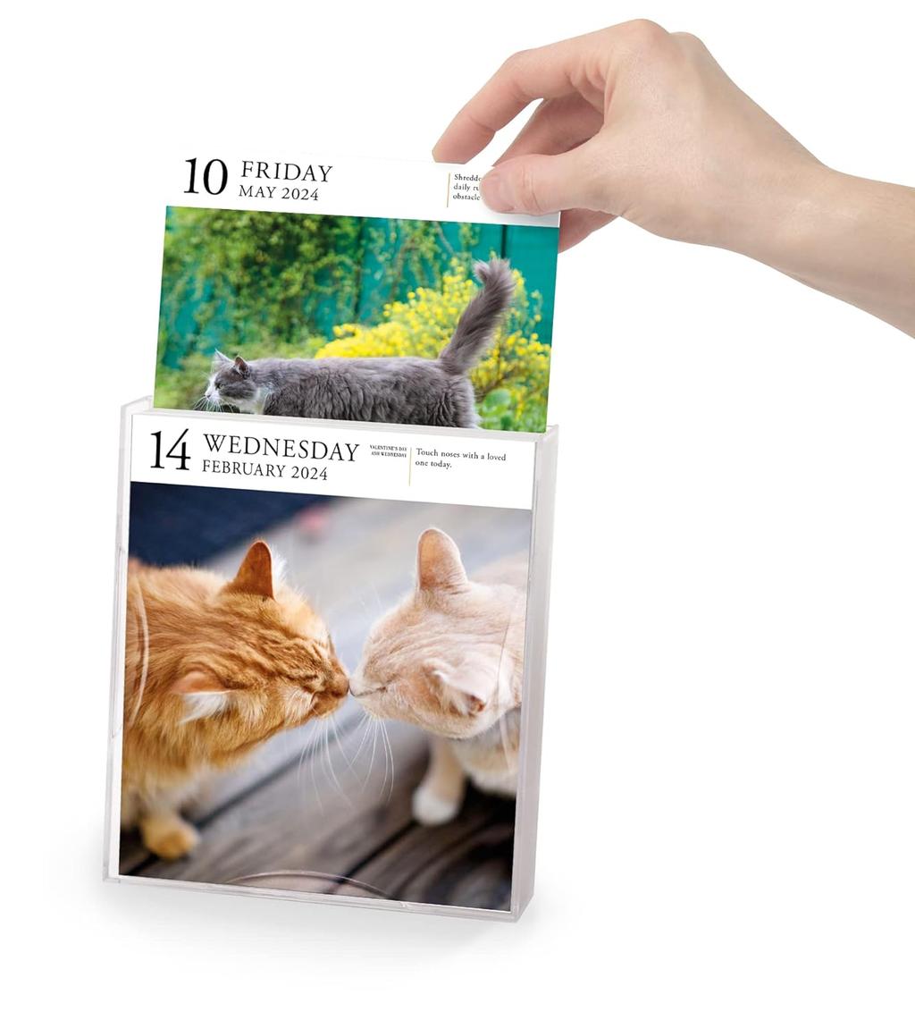 Cat Gallery 2024 Desk Calendar interior 7