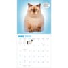 image Chonkers 2026 Wall Calendar Second Alternate Image
