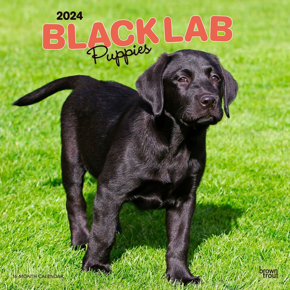 Black Lab Retriever Puppies 2024 Wall Calendar Main Product Image width=&quot;1000&quot; height=&quot;1000&quot;