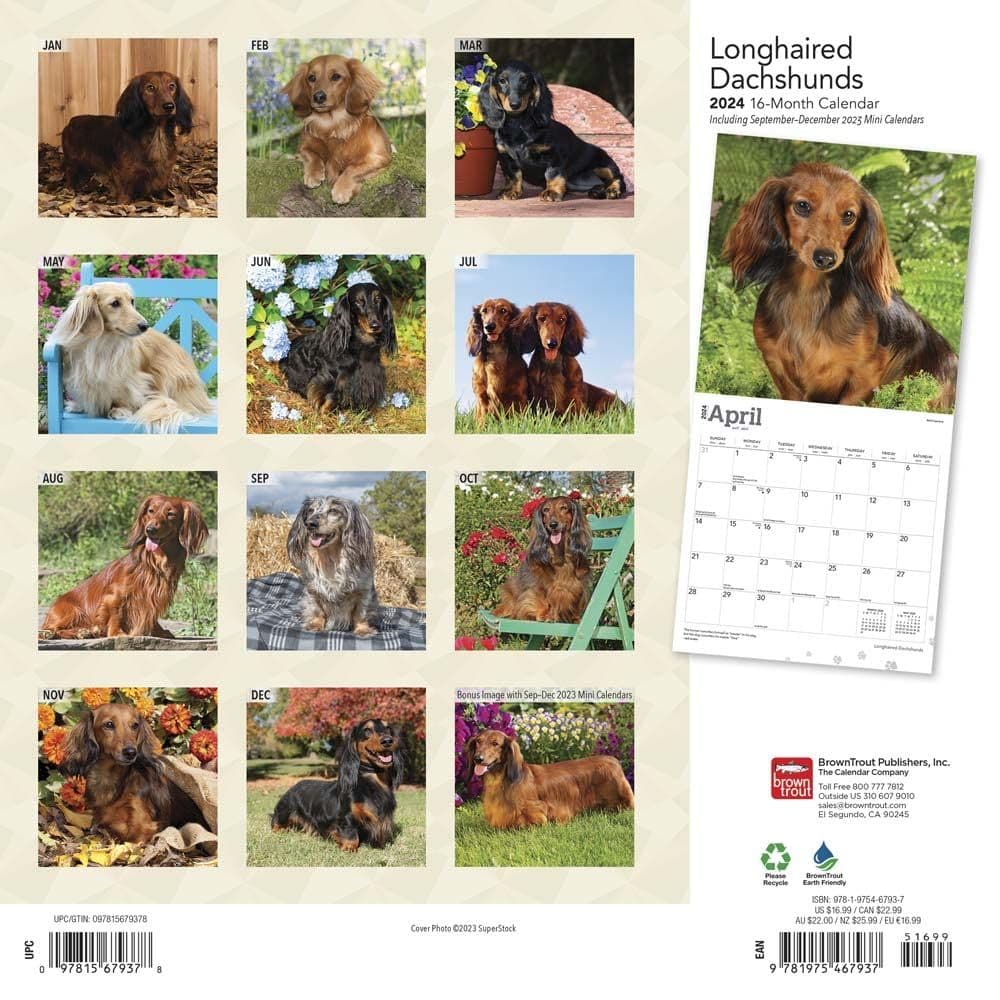 Dachshunds Longhaired 2024 Wall Calendar First Alternate Image width=&quot;1000&quot; height=&quot;1000&quot;
