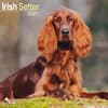 image Irish Setter 2027 Wall Calendar Main Product Image