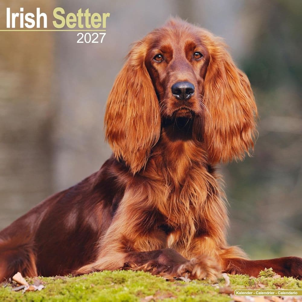 image Irish Setter 2027 Wall Calendar Main Product Image