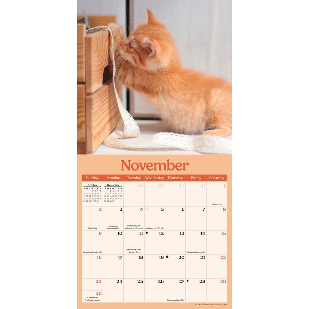 Curious Kittens 2025 Mini Wall Calendar Fourth Alternate Image width=&quot;1000&quot; height=&quot;1000&quot;