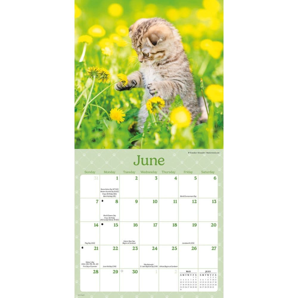 Curious Kittens 2026 Mini Wall Calendar Third Alternate Image