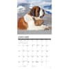 image Saint Bernards 2025 Wall Calendar Second Alternate  Image width=&quot;1000&quot; height=&quot;1000&quot;