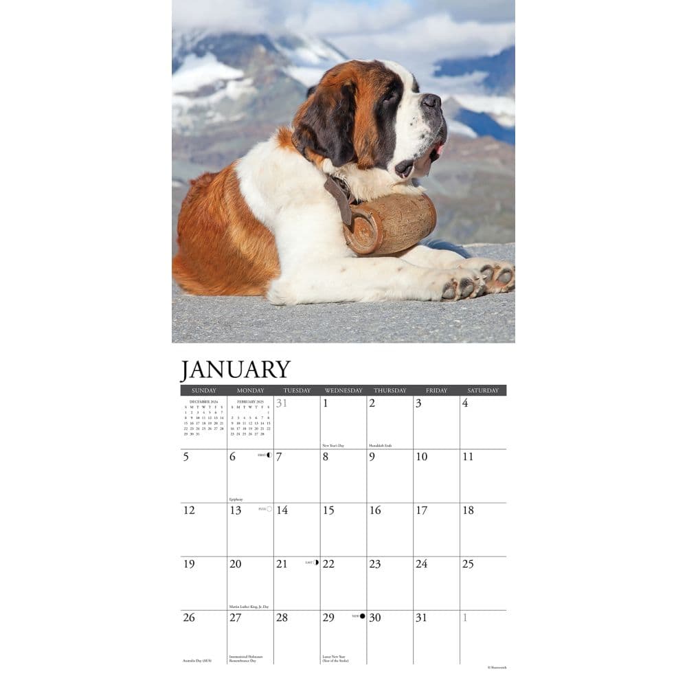 Saint Bernards 2025 Wall Calendar Second Alternate  Image width=&quot;1000&quot; height=&quot;1000&quot;