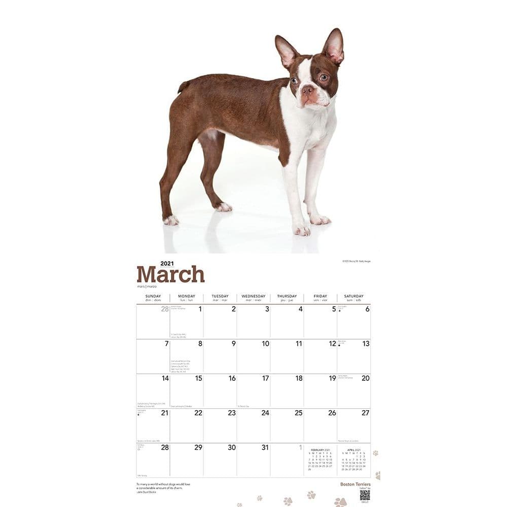 Boston Terriers Wall Calendar