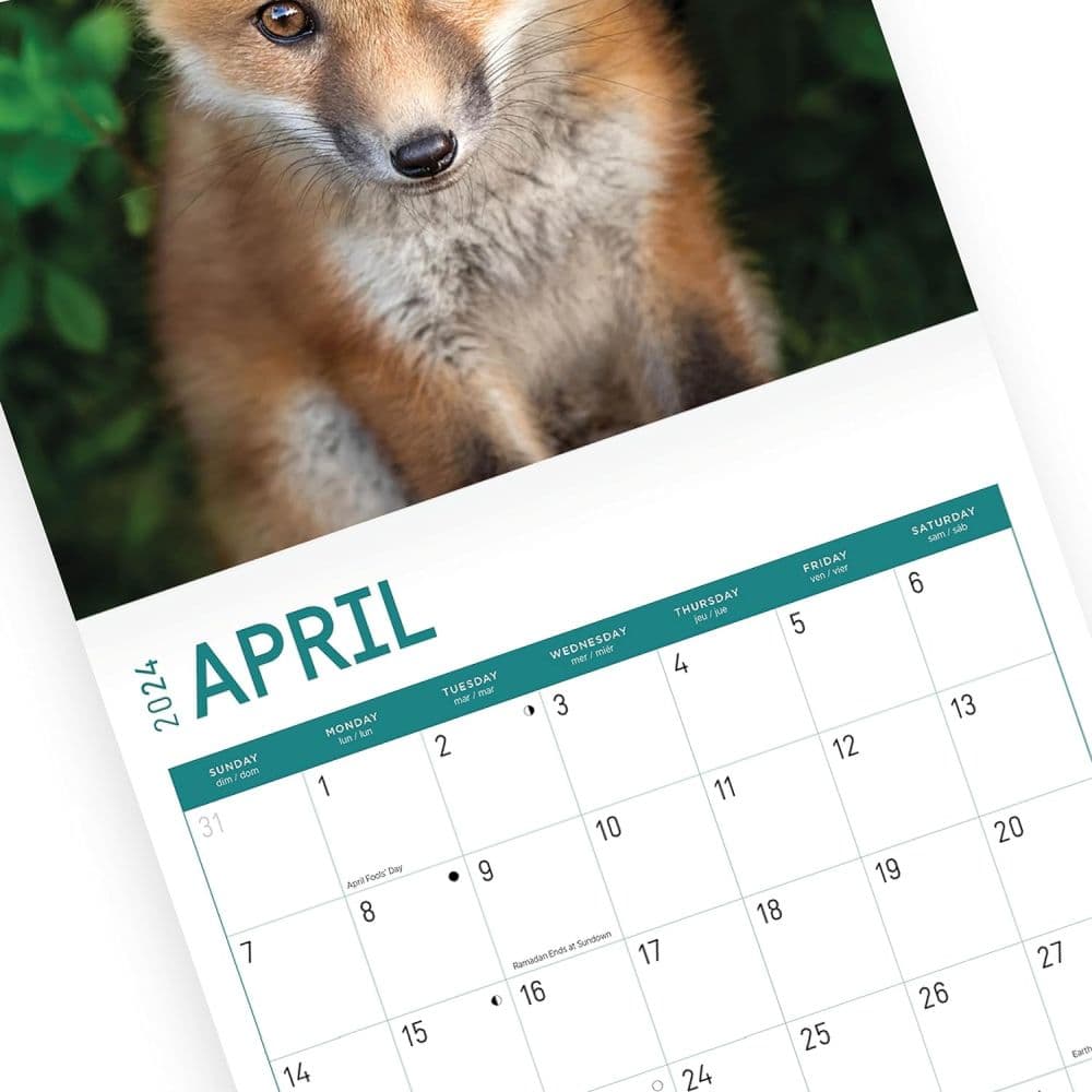Baby Foxes 2024 Wall Calendar Third Alternate Image width=&quot;1000&quot; height=&quot;1000&quot;
