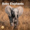 image Baby Elephants 2025 Wall Calendar Main Image