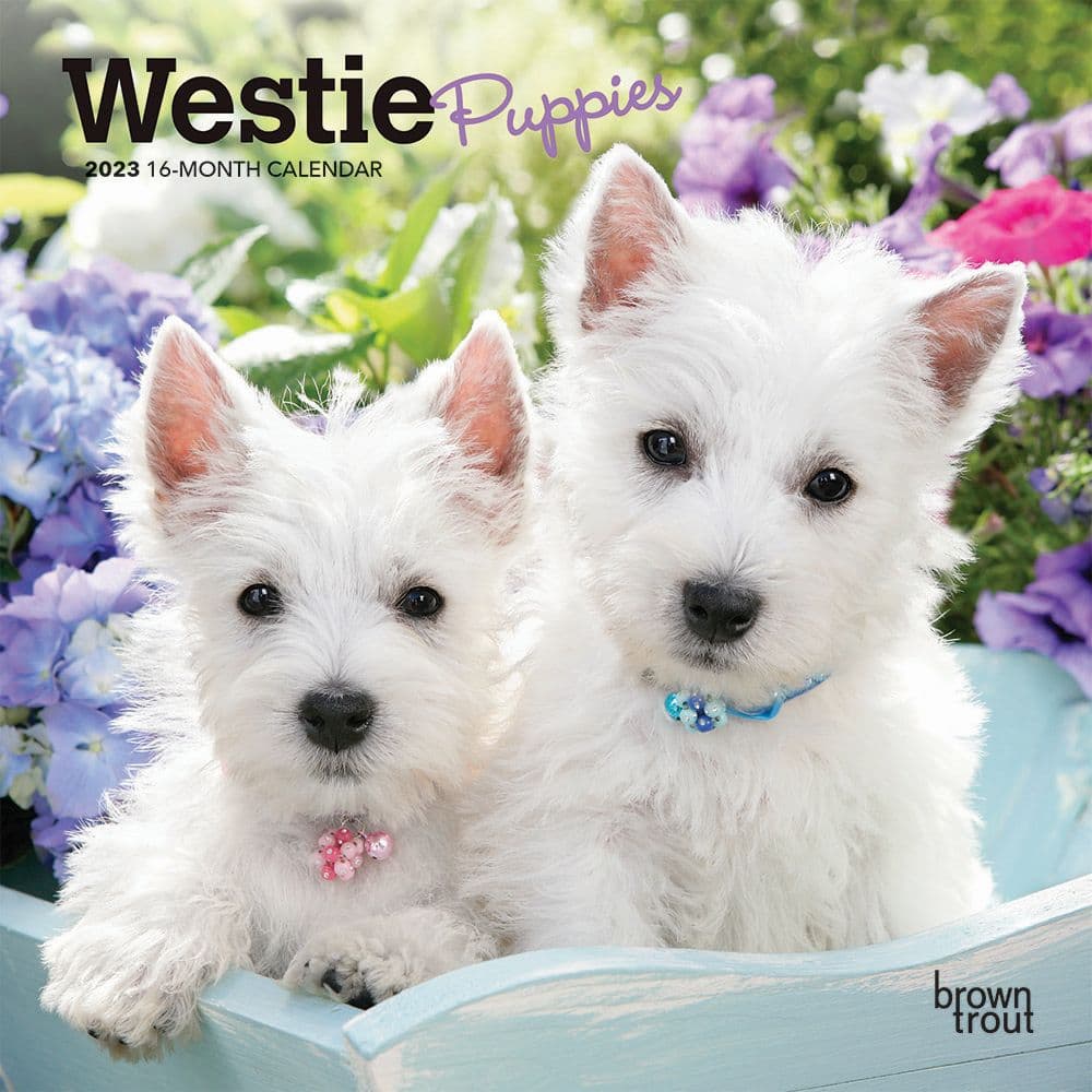 BrownTrout West Highland White Terrier Puppies 2023 Mini Wall Calendar 7x7