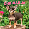 image Chihuahua Puppies 2027 Wall Calendar Main Product Image