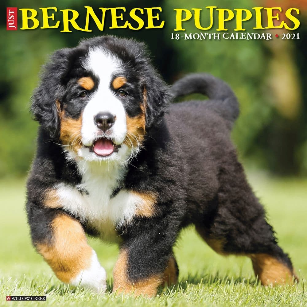 Bernese Mountain Puppies Just Wall Calendar