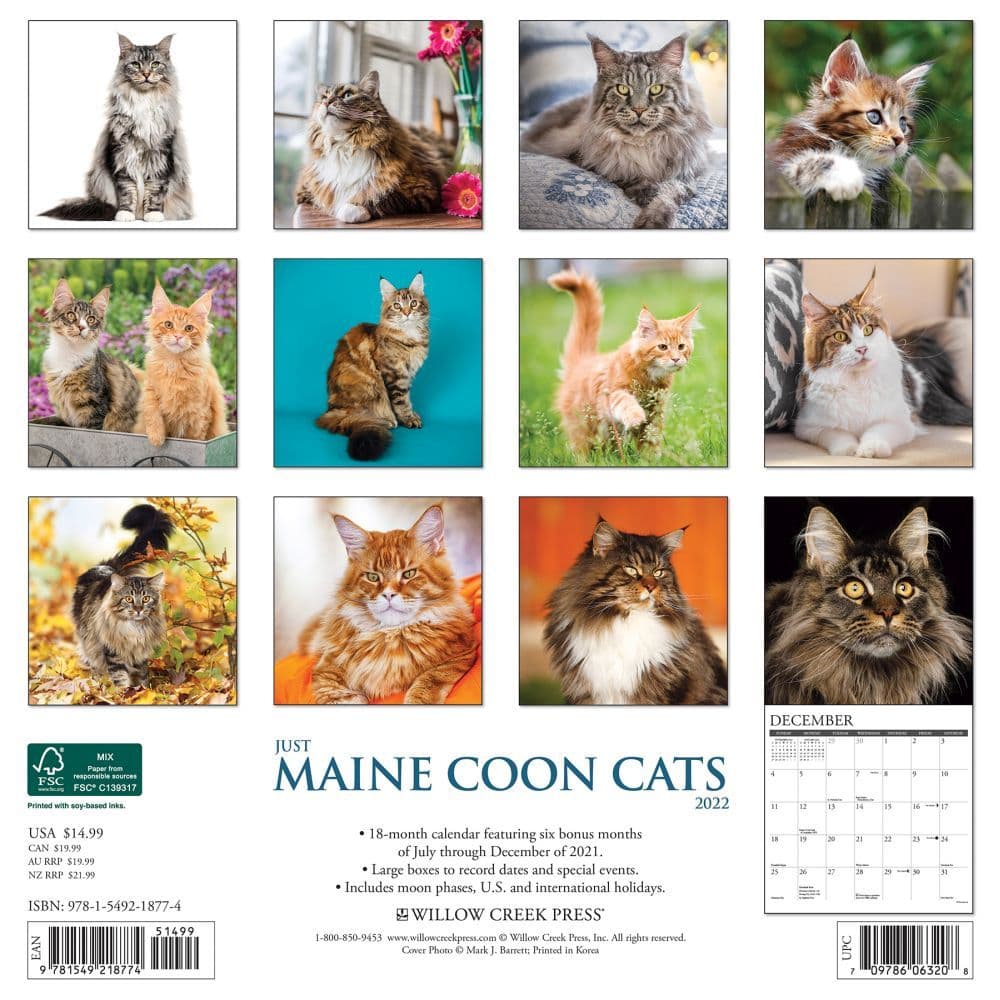 Maine Coon Cats 2022 Wall Calendar - Calendars.com