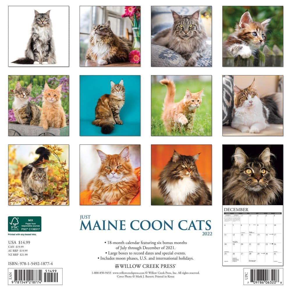 Maine Calendar Of Events 2022 Maine Coon Cats 2022 Wall Calendar - Calendars.com