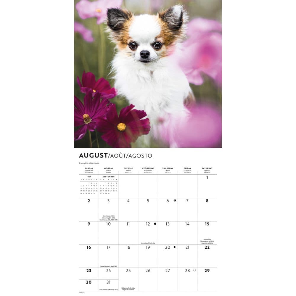 Chihuahua Puppies 2026 Mini Wall Calendar Third Alternate Image