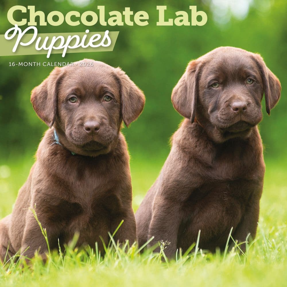 Chocolate Lab Retriever Puppies 2026 Wall Calendar Main Product Image