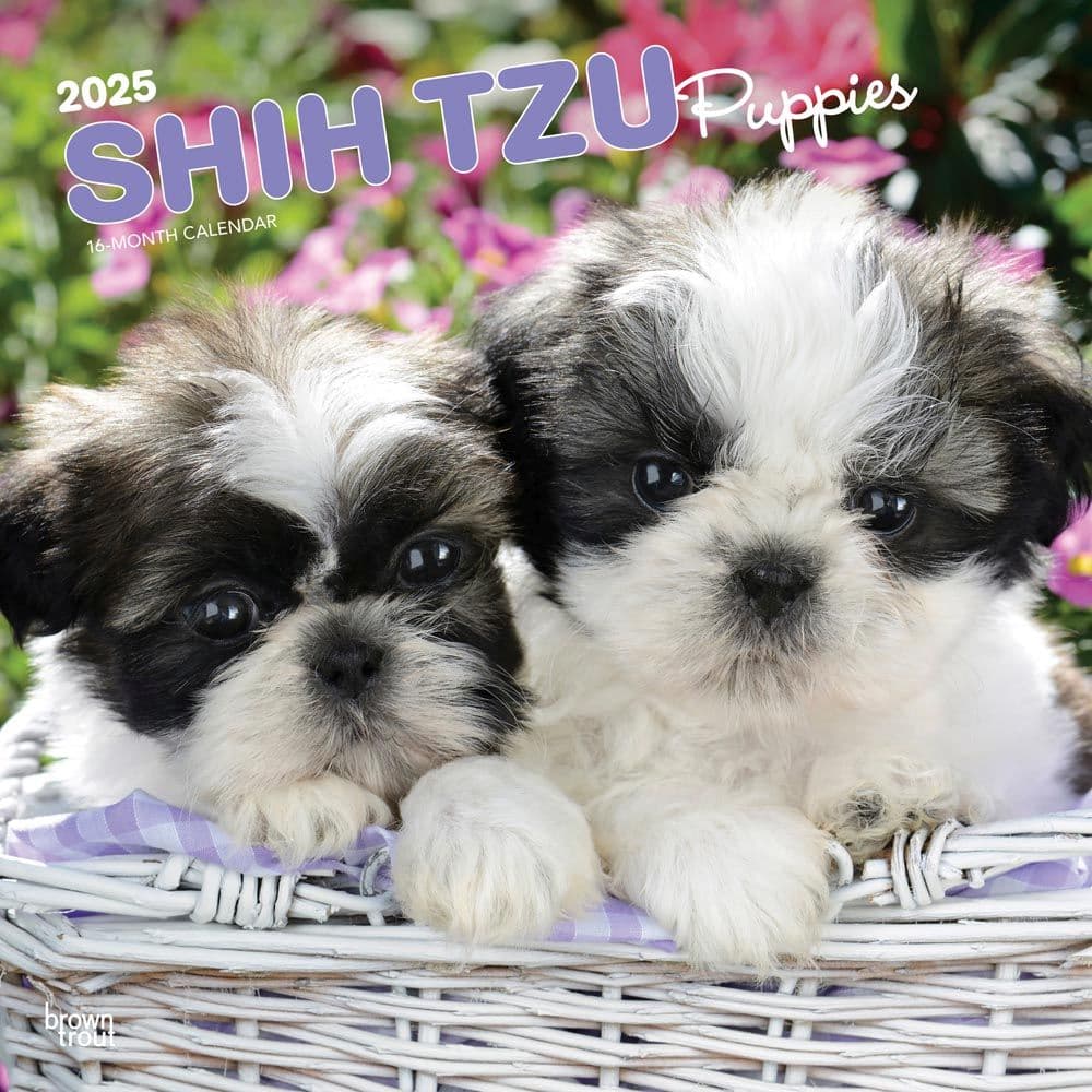 Shih Tzu Calendar 2025 Puppies