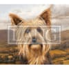 image Love Of Dogs 2024 Desktop Wallpaper