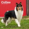 image Collies 2025 Wall Calendar  Main Image