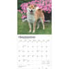 image Shiba Inu 2025 Wall Calendar Third Alternate Image