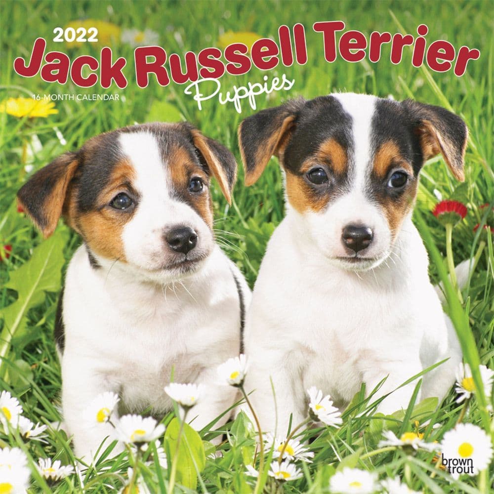 Jack Russell Terrier Puppies 2022 Wall Calendar - Calendars.com