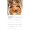 image Collies 2025 Wall Calendar