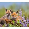 image Foxes WWF 2025 Wall Calendar Third Alternate Image width="1000" height="1000"