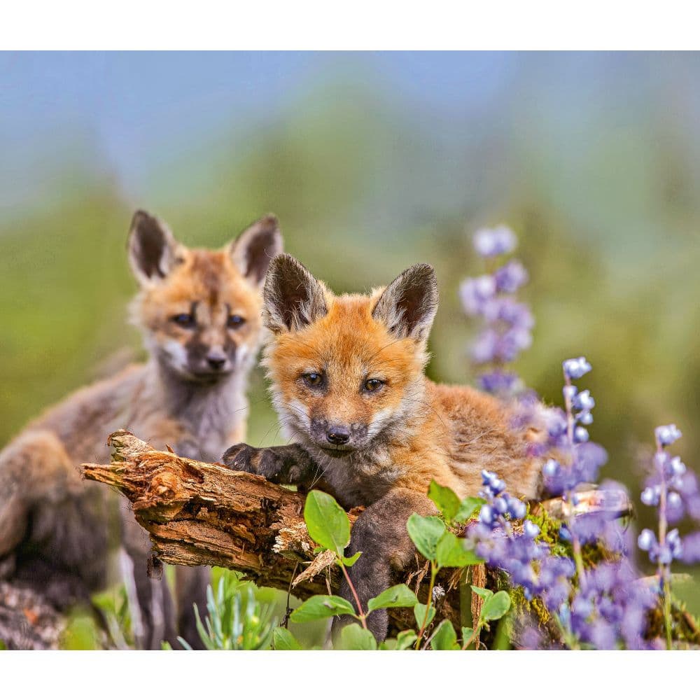 Foxes WWF 2025 Wall Calendar Third Alternate Image width=&quot;1000&quot; height=&quot;1000&quot;