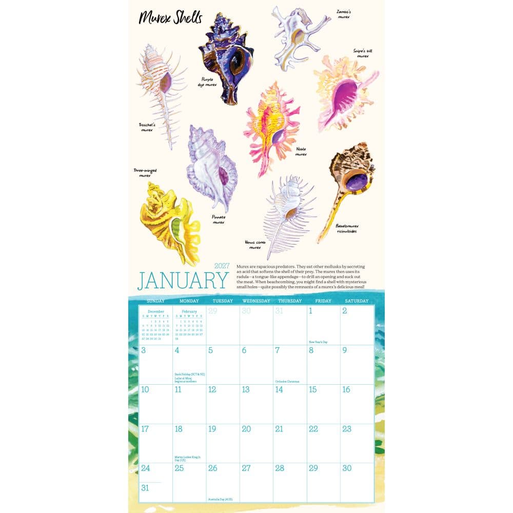 Searching for Seashells 2027 Mini Wall Calendar Second Alternate Image