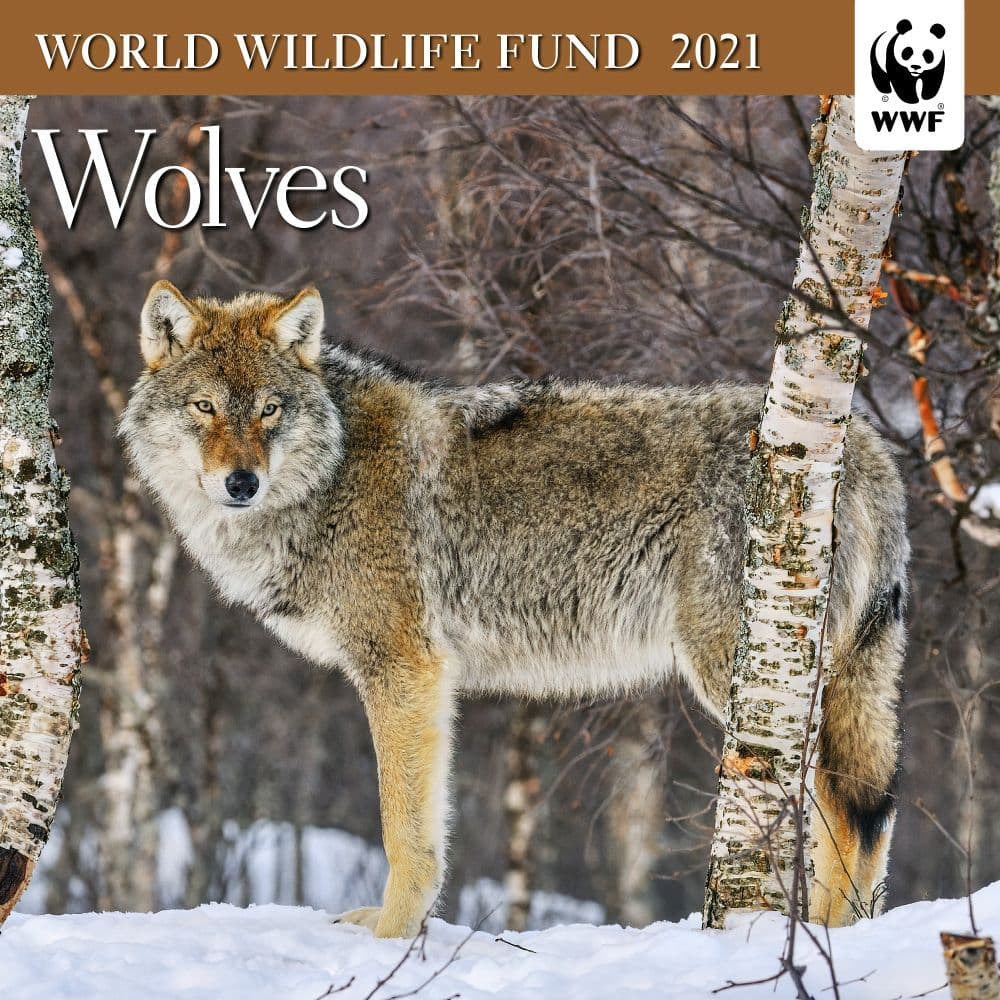 Wolves WWF Mini Wall Calendar