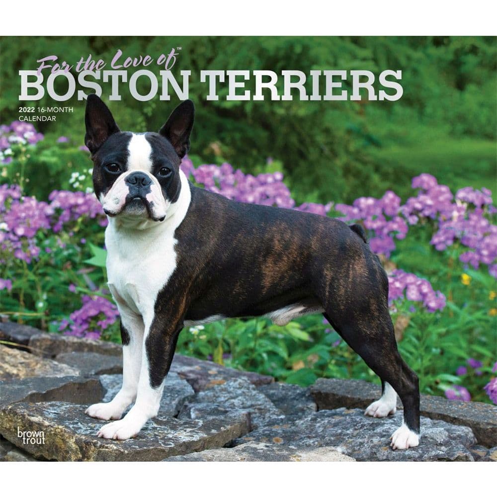 Boston Terriers 2022 Deluxe Wall Calendar