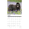 image Just Newfoundlands 2025 Wall Calendar Second Alternate Image width="1000" height="1000"