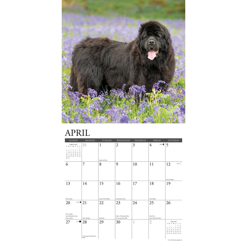 Just Newfoundlands 2025 Wall Calendar Second Alternate Image width="1000" height="1000"