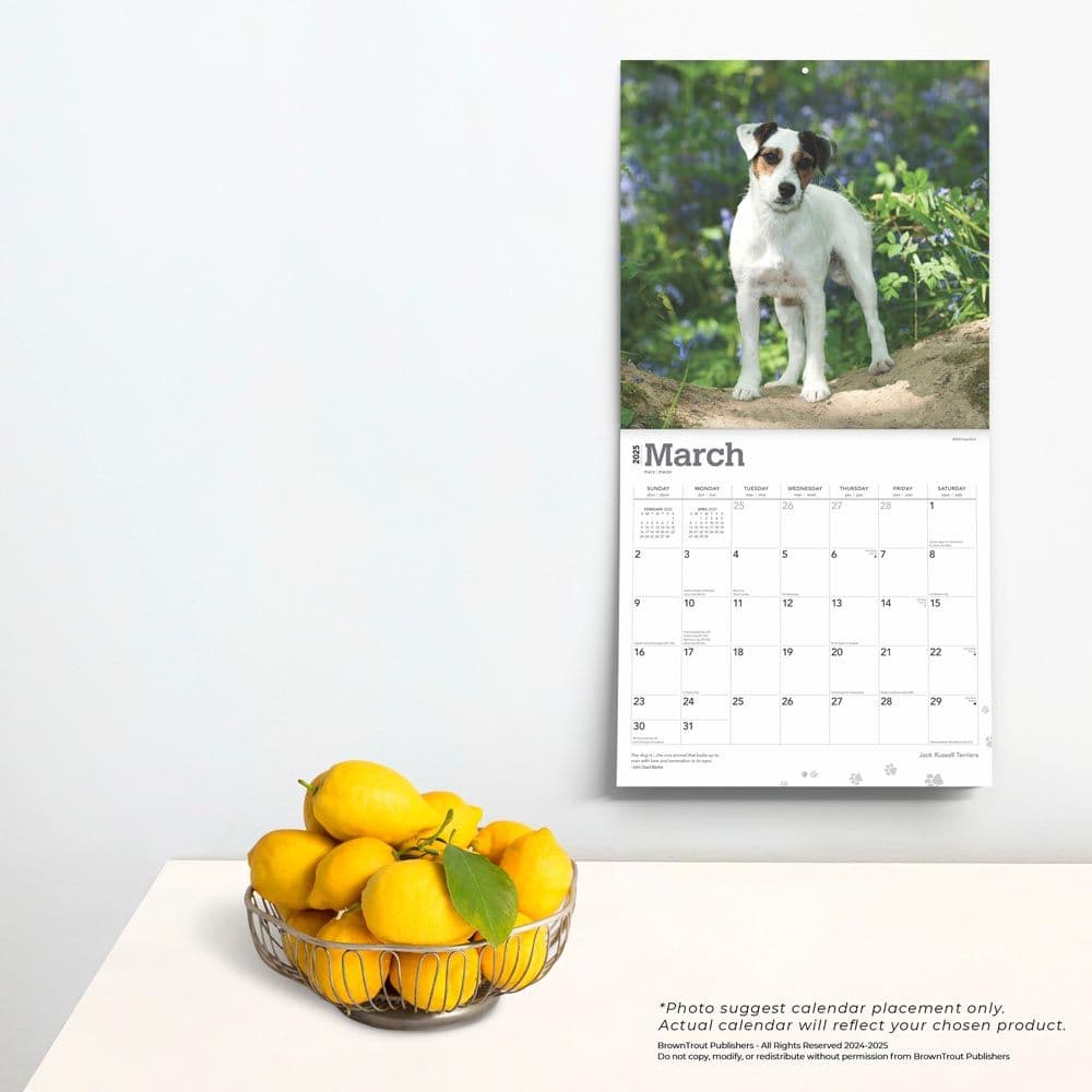 Jack Russell Terriers 2025 Wall Calendar Fourth Alternate Image width=&quot;1000&quot; height=&quot;1000&quot;