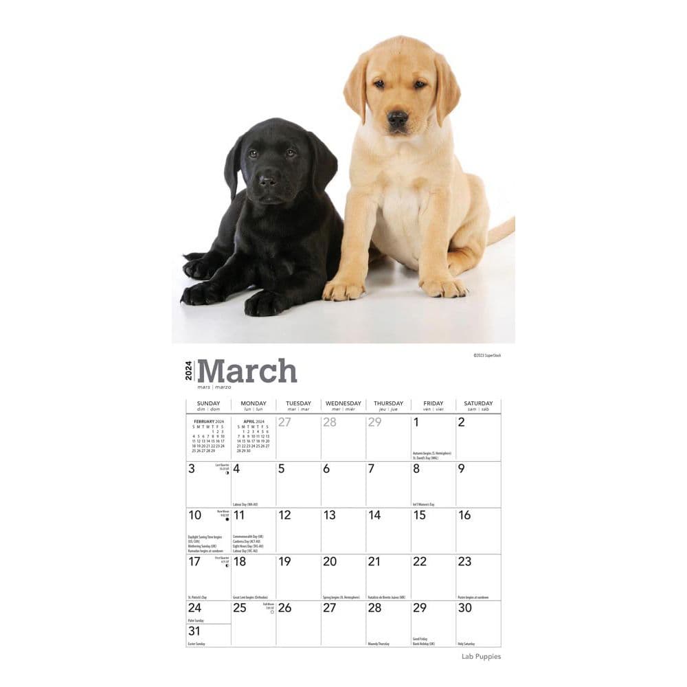 Lab Retriever Puppies 2024 Mini Wall Calendar Second Alternate Image width=&quot;1000&quot; height=&quot;1000&quot;
